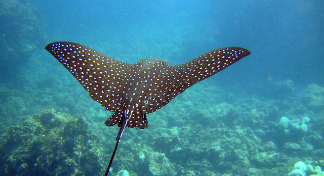#image3 Eagle Ray