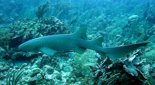 #image5 Nurse Shark