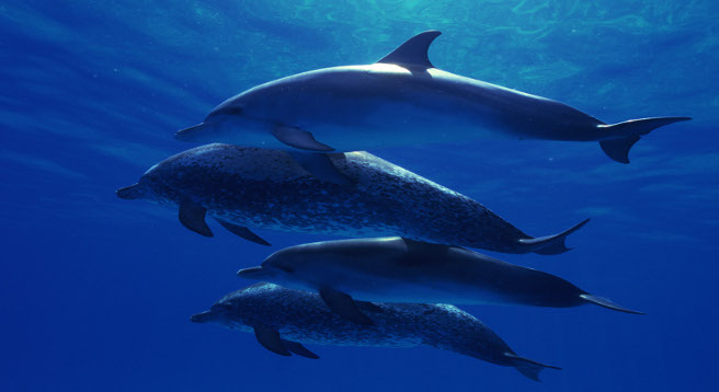 #image7 Dolphins